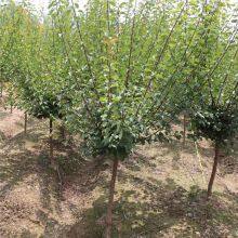 Red Plum With a Ground Diameter of 5 Cm, Cheap Price and High Survival Rate thumbnail-1