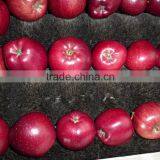 Export Red Delicious Apple Company thumbnail-2