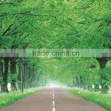 Country Side Path Wall Paper With Bamboo. Tree thumbnail-1