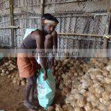 Fresh Green Cocounts thumbnail-5