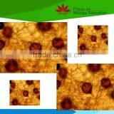 Low Priced Lab Use Apricot Diseases Individual Prepared Microscope Slides