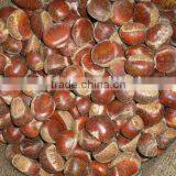 the new crop chestnut