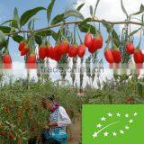 EU Certificate Organic Goji Berries Factory Supply thumbnail-1
