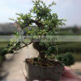 Ulmus ( Chinese Elm) thumbnail-1