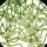 Spirulina Extract thumbnail-3