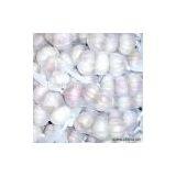 Sell Fresh Preserved Garlic thumbnail-1