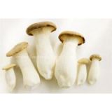 Whole sale fresh mushroom in China