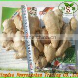 (HOT) TOMATO/TOMATOES/RED TOMATO thumbnail-5