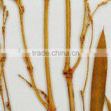 Decorative Glass Sheets