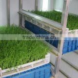 2015 Popular Farm Food Barley Growing Machine thumbnail-1