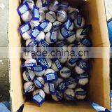 New Season Chinese Normal White Garlic thumbnail-5