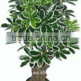 Schefflera octophylla harms