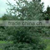 Pinus Strobus Plant