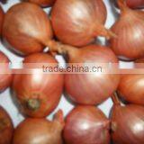 2016 Crop Red Onion Shallot thumbnail-1
