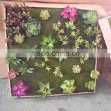 SJ4001205 Fake Wall Decorative With Artifiical Plant thumbnail-4