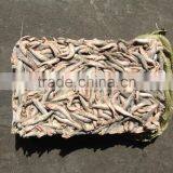 New Landing Fresh Frozen Anchovy thumbnail-1