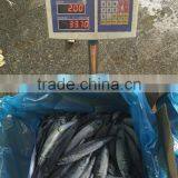 Whole Round Frozen Seafood Horse Mackerel Fish thumbnail-2