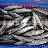 Frozen Seafood Whole Round Bonito thumbnail-1