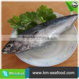 Hot Selling 18 Months Shelf Life Frozen on Board Bonito thumbnail-3