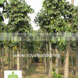 Ficus Altissima Potted for Outdoor Plants thumbnail-4