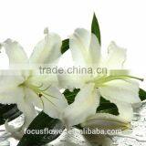 Supply Special Cut Fresh White Lily With High Quality thumbnail-2