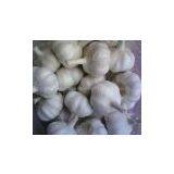 High Quality Fresh Garlic Price thumbnail-2