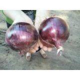 Fresh Onion thumbnail-3