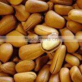 Pine Nut Kernel thumbnail-1