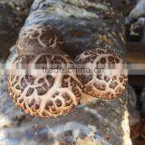 Flower White Mushroom Cultivation thumbnail-4