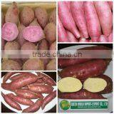 FRESH YELLOW & PURPLE SWEET POTATO PREMIUM QUALITY thumbnail-1