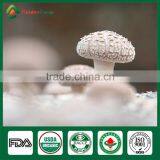 Nutritious Shiitake,White Flower Shiitake Mushroom Planter thumbnail-6