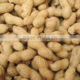 Organic Blanched Peanut thumbnail-1