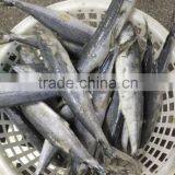 Fresh Frozen Sea Fish Spanish Mackerel For Market thumbnail-2