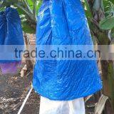 Banana Growing Plastic Bag thumbnail-1