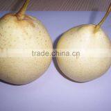 Ya Pear 80-96-112 18kg Carton Packing