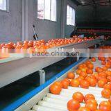 Navel Orange Fruit Cheap Price thumbnail-6