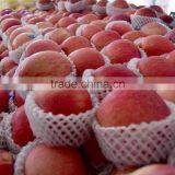 2016 Fresh Red Star Apples With High Quality for Sale Chinese Fresh Red Star Apples Factory thumbnail-2