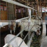 Hot Dip Galvanized Sheepcot thumbnail-5