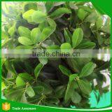 Mini Bonsai Artificial Ficus Trees thumbnail-4