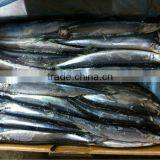 Frozen Paciifc Saury (Cololabis Saira) Whole Round Fresh & Cheap thumbnail-1