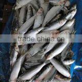 Frozen Sardine Fish thumbnail-2
