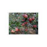 Qinguan Apple thumbnail-2