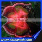Fashion Gift Optical Fiber Butterfly Lamp