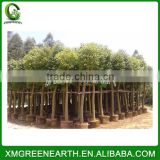 Cinnamomum camphora diameter 12-15cm (2)