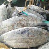 Whole Round 3.4kgs up Frozen Skipjack Tuna Fish thumbnail-5