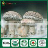 China Supplier Market Price Shitake Mushroom Spawn Bag Log Mycelium Growing Kit thumbnail-1