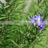 Pure Rosemary Oil From India | Natural Rosemary Oil For Export Only