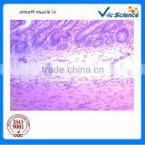 Biology Teaching Animal Histology Microscope Prepared Glass Slides Dog Smooth Muscle T.S.