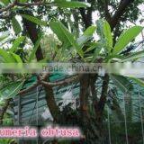 Blooming Plumeria Obtusa thumbnail-3