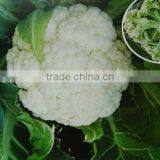 Medium Maturity Strong Growth Cauliflower Seeds thumbnail-1